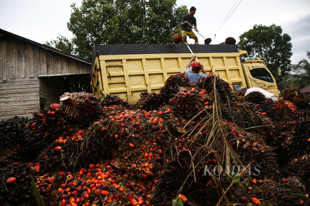 Buah sawit yang telah dipanen segera diangkut truk dan disetor ke pabrik di Desa Semoi 2, Sepaku, Penajam Paser Utara, Kalimantan Timur, Kamis (11/3/2021).
