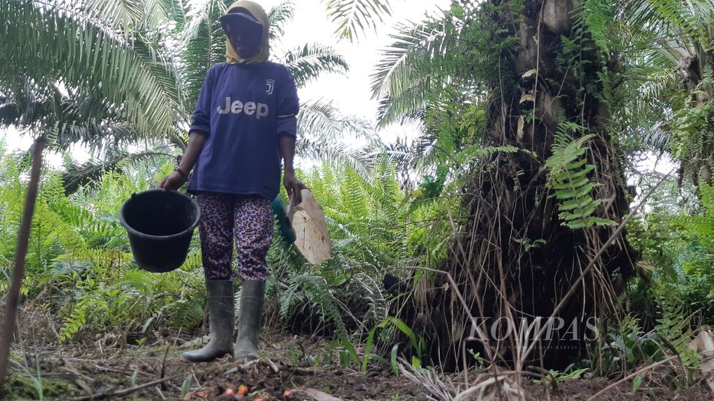 Buruh perempuan di tengah perkebunan sawit di Kalimantan Tengah yang mengumpulkan gelondongan buah sawit sisa panen dari buruh lainnya, Senin (24/7/2023).