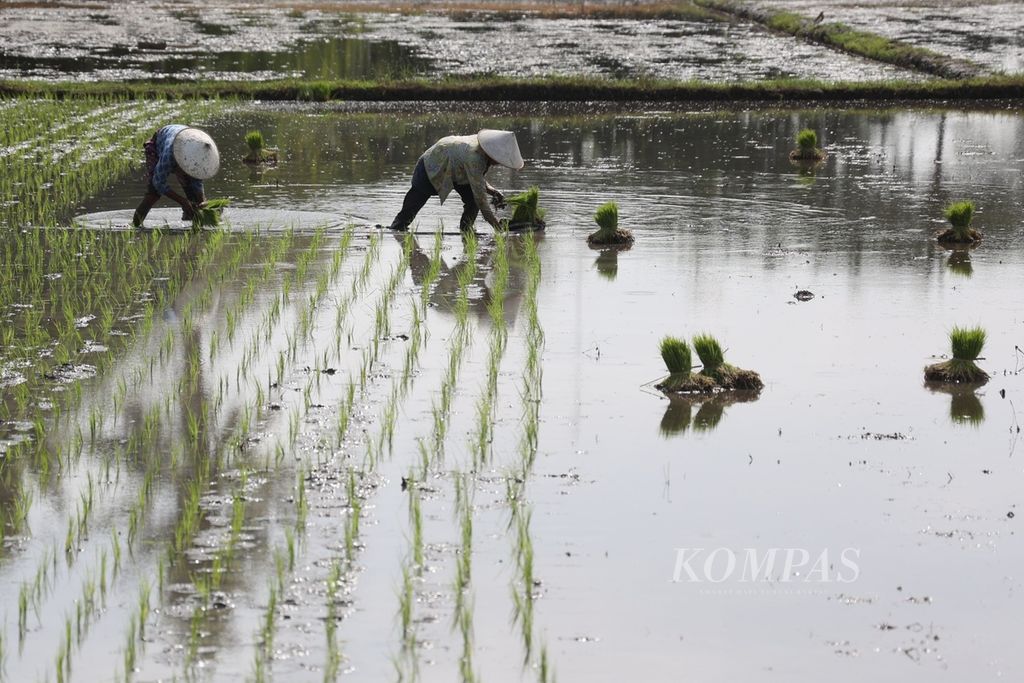 Petani menanam bibit padi varietas Inpari 33 di Desa Trirenggo, Kecamatan Bantul, Bantul, Daerah Istimewa Yogyakarta, Rabu (13/12/2023). 