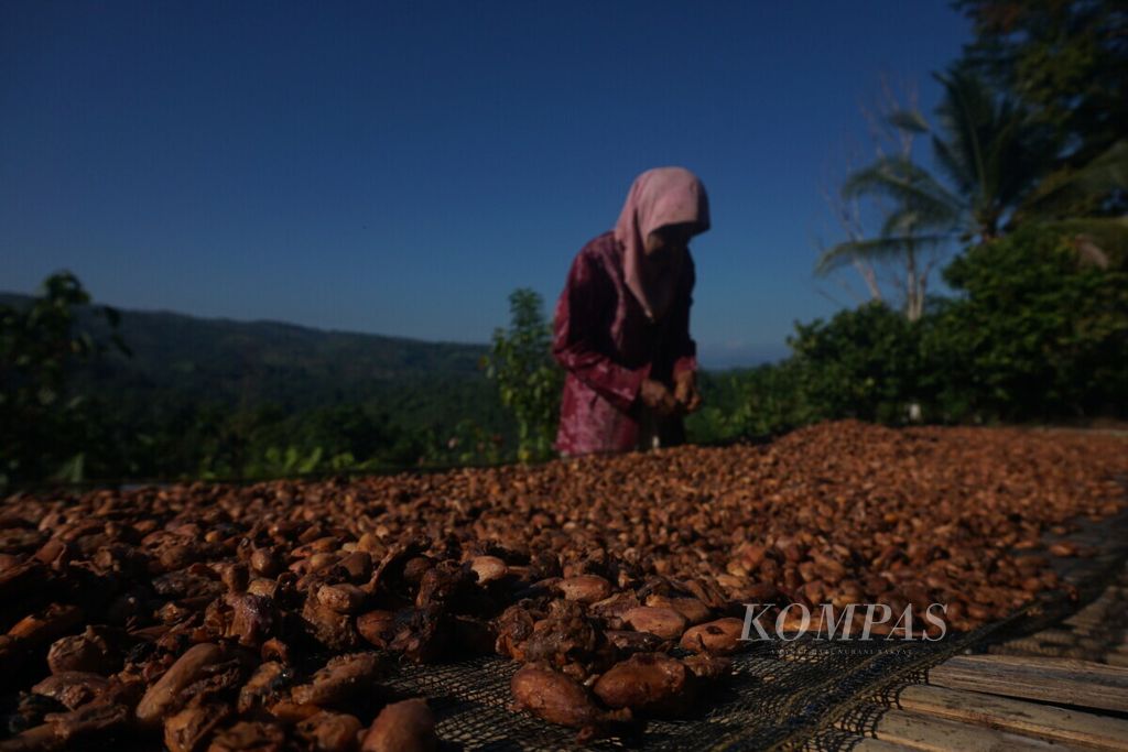 Seorang petani kakao di Kelurahan Ulunggolaka, Kecamatan Latembaga, Kabupaten Kolaka, Sulawesi Tenggara, mengeringkan kakao di depan rumahnya, Minggu (19/5/2019). Panen kakao tahun ini diprediksi meningkat dan lebih baik daripada tahun sebelumnya. Meski demikian, petani berharap harga kakao jauh lebih bersaing.