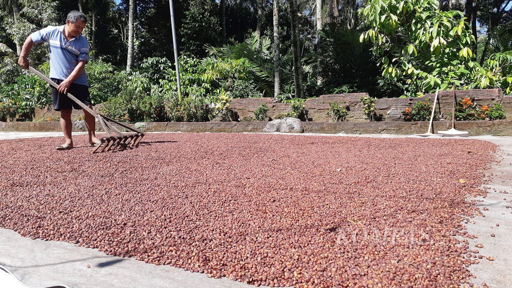Omah Kopi Telemung, salah satu tempat <i>ngopi </i>di Banyuwangi yang lokasinya berada di perdesaan. Tampak petani menjemur kopi, pada Kamis (15/6/2023).