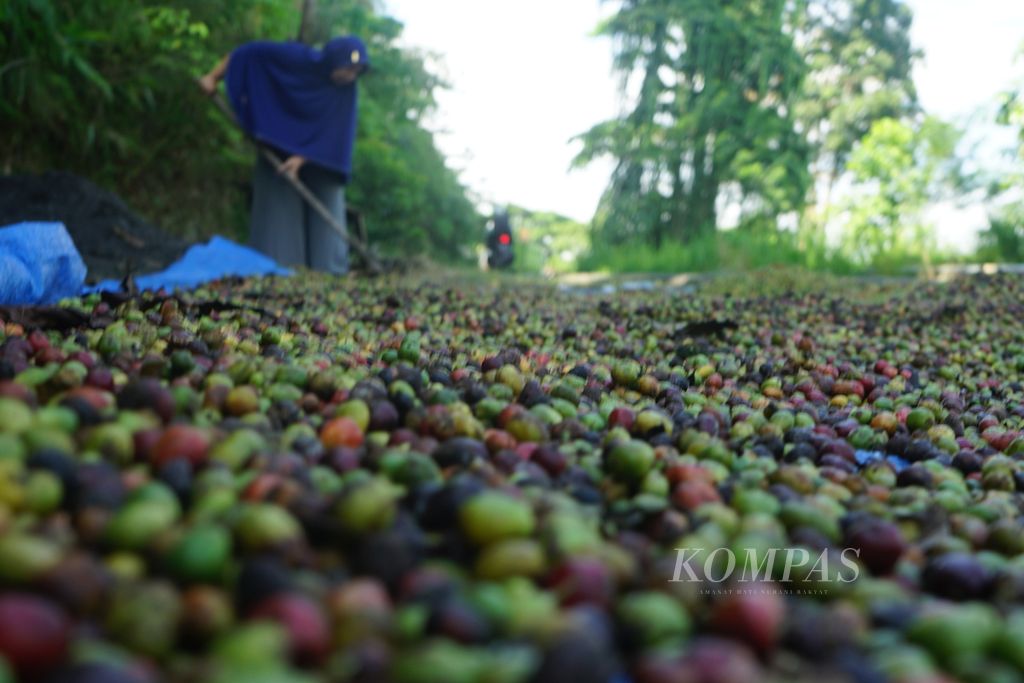 Warga sedang menjemur kopi robusta di Kecamatan Taba Penanjung, Kabupaten Bengkulu Tengah, Provinsi Bengkulu, Rabu (19/7/2023). Kopi merupakan komoditas yang kerap ditanam warga di dataran tinggi Bengkulu. Sebagian besar petani masih terbiasa memetik kopi pelangi (asalan). Saat ini harga kopi dan produksi kopi di Bengkulu merosot tajam.
