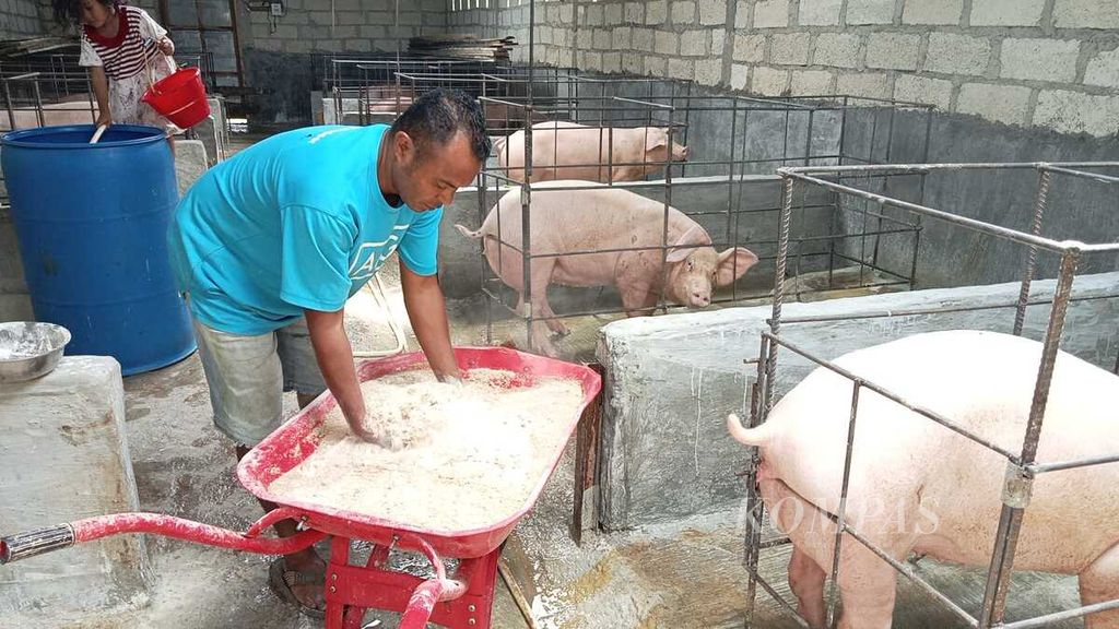 Joni Tamael (41) sedang mencampur pakan untuk diberikan kepada babi-babi miliknya di dalam kandang. Satu hari babi 3 kali makan, selain kudapan pada pukul 10.00-pukul 11.00 Wita.