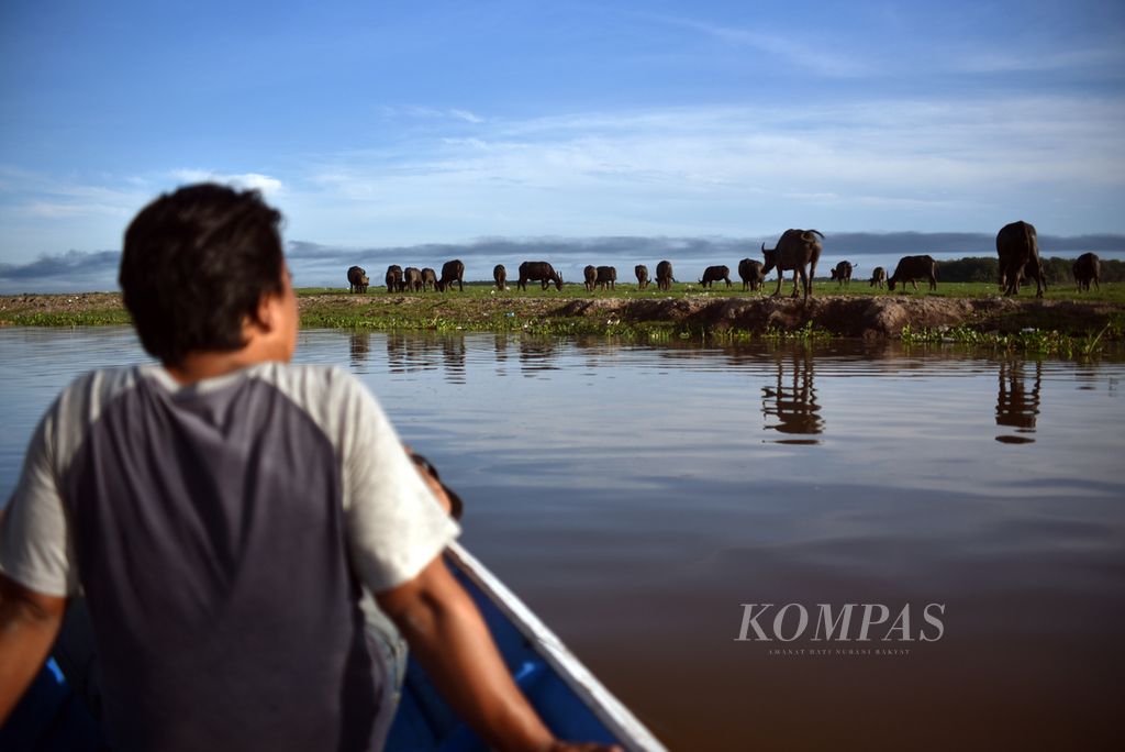 Kerbau rawa mencari makan di <i>padangan</i> atau hamparan rumput liar di sekitar Sungai Lubuk Sekayan di Desa Bangsal, Kecamatan Pampangan, Ogan Komering Ilir, Sumatera Selatan, Kamis (7/12/2023). 