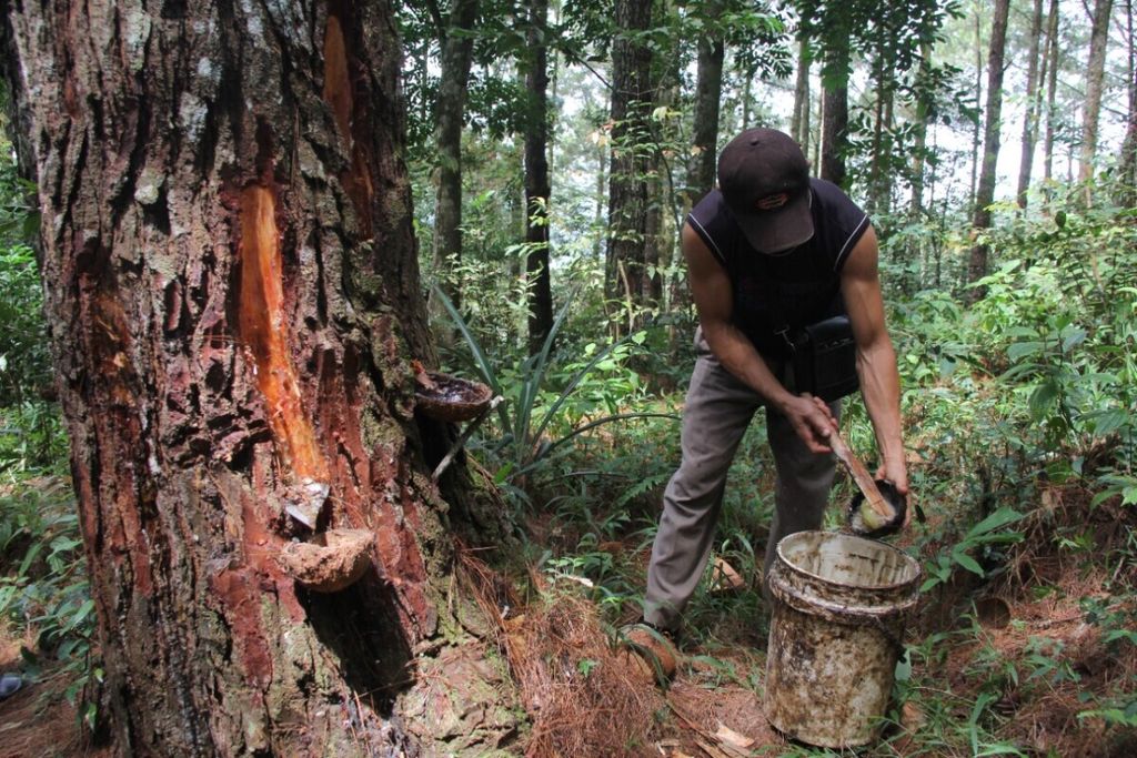 Warga mengambil getah pohon pinus di Hutan Nagari Simarosok, Kecamatan Baso, Agam, Sumatera Barat, Selasa (6/8/2019).