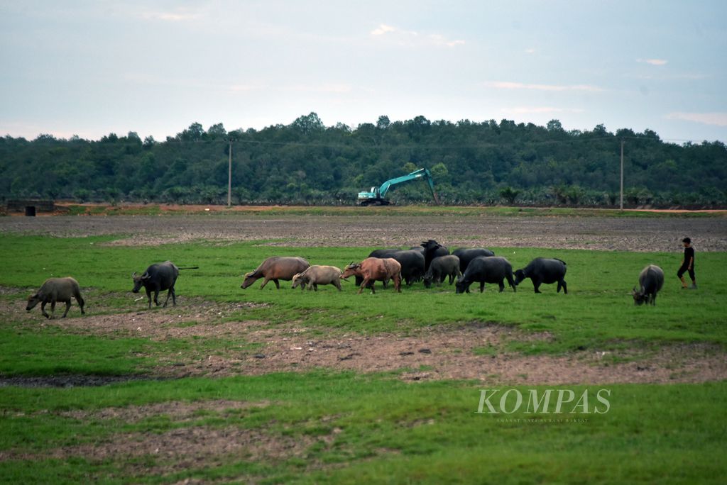 Kerbau rawa mencari makan di <i>padangan </i>atau hamparan rumput liar dengan latar belakang perkebunan sawit di Desa Bangsal, Kecamatan Pampangan, Ogan Komering Ilir, Sumatera Selatan, Rabu (6/12/2023).