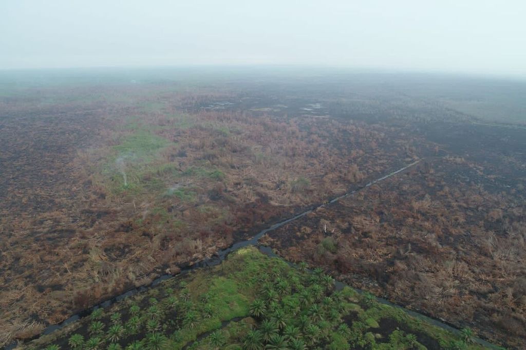 Situasi lahan gambut di Hutan Produksi Terbatas Desa Cinta Jaya, Pedamaran Timur, Kabupaten Ogan Komering Ilir, Sumatera Selatan, setelah kebakaran di lahan tersebut berhasil dipadamkan tim gabungan Manggala Agni dan Kepolisian Daerah Sumsel, Rabu (1/11/2023). 