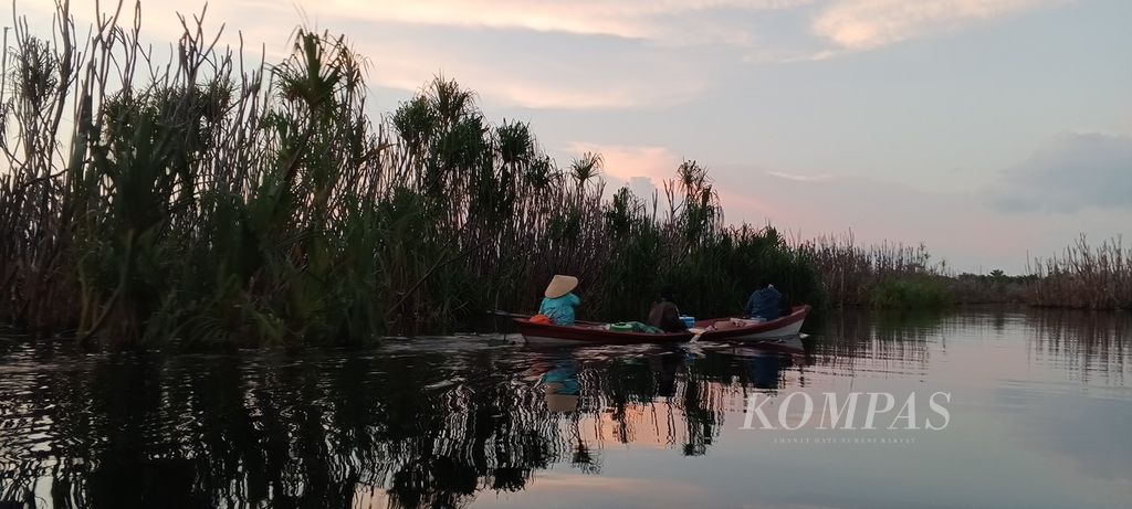 Air gambut di wisata air hitam Kota Palangka Raya, Kalimantan Tengah, Minggu (28/7/2024). Warga di Kereng Bangkirai, Kota Palangka Raya, pulang seusai memancing ikan di dekat Taman Nasional Sebangau.