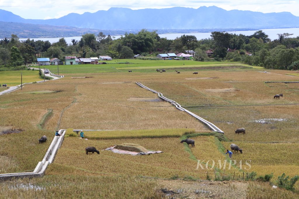 Petani memanen padi di hamparan sawah di tepi Danau Toba di Kecamatan Balige, Kabupaten Toba, Sumatera Utara, Sabtu (30/7/2022). 