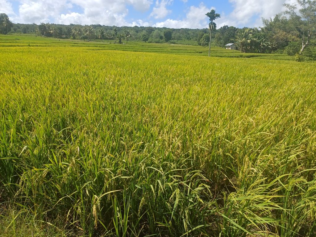 On Monday (6/5/2024), rice plants on a 3-hectare land owned by Aluman in Fatukoa Village, Kupang City, East Nusa Tenggara, began to turn yellow. The 6-hectare land is planted with rice, tomatoes, chili peppers, and eggplants. Aluman also raises pigs, cows, and freshwater fish. Horticultural plants are rotated according to the needs of the Kupang market.
