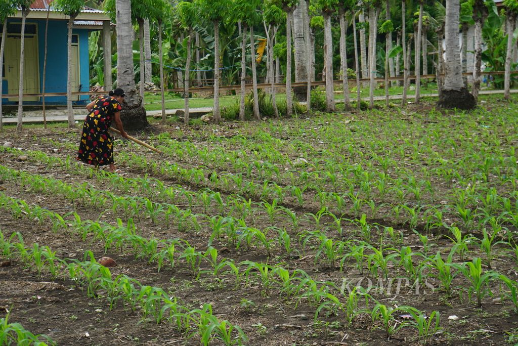 Seorang warga mengurus kebun jagungnya, Kamis (30/11/2023), di Desa Ombulo, Kabupaten Gorontalo, Provinsi Gorontalo. Sekitar 400.000 hektar atau sepertiga daratan Provinsi Gorontalo ditanami jagung hibrida.