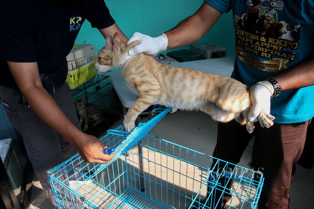 Petugas membawa kucing yang akan disterilisasi di kawasan Jagakarsa, Jakarta, Jumat (12/7/2024). 