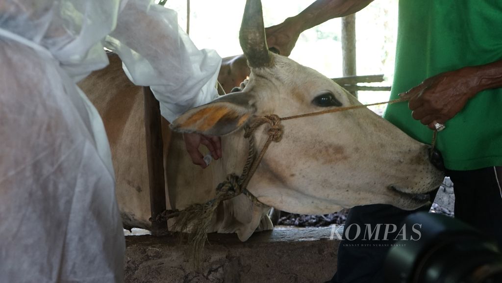 Seekor sapi sedang divaksinasi untuk menangkal penularan penyakit kuku dan mulut di Palembang, Sumatera Selatan, Selasa (28/6/2022). 