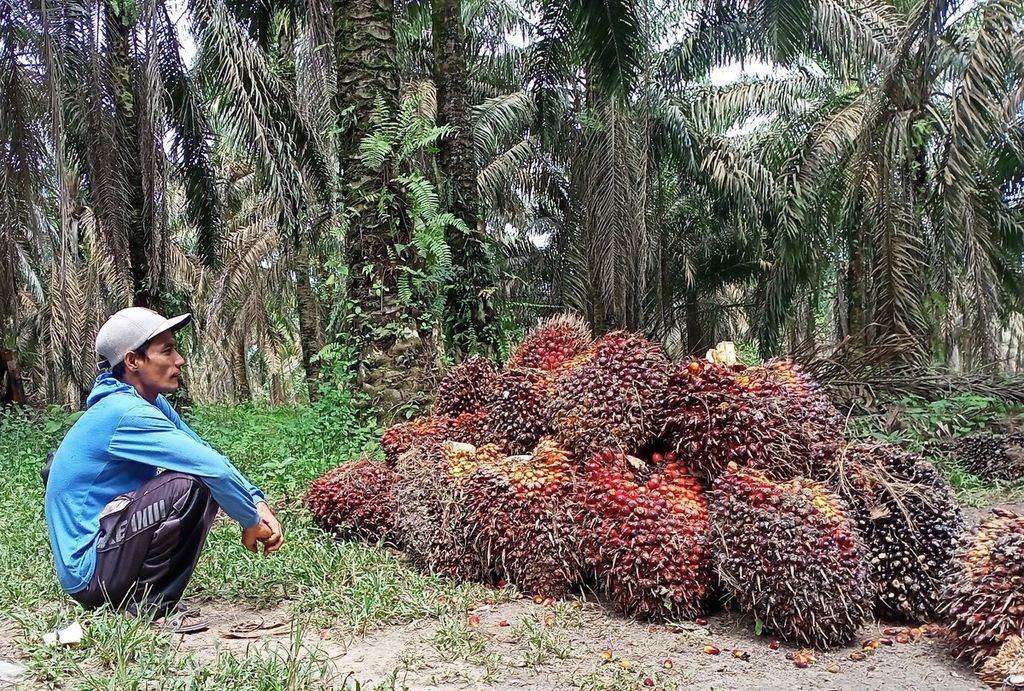 Petani menunggu pedagang pengepul membeli buah sawitnya yang baru dipanen di wilayah Maro Sebo, Kabupaten Muaro Jambi (23/6/2022). 