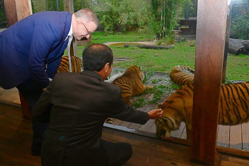 Perdana Menteri Australia mengajak Presiden Joko Widodo melihat harimau sumatera yang dipelihara di Taronga Zoo, Sidney, Australia, Selasa (4/7/2023).