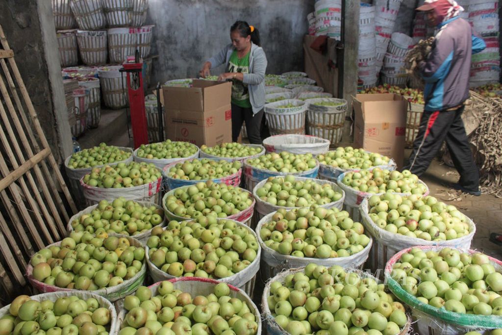 Petani apel Kota Batu Jawa Timur memilah-milah apel usai dipanen. Apel merupakan salah satu produk pertanian unggulan di Kota Batu.