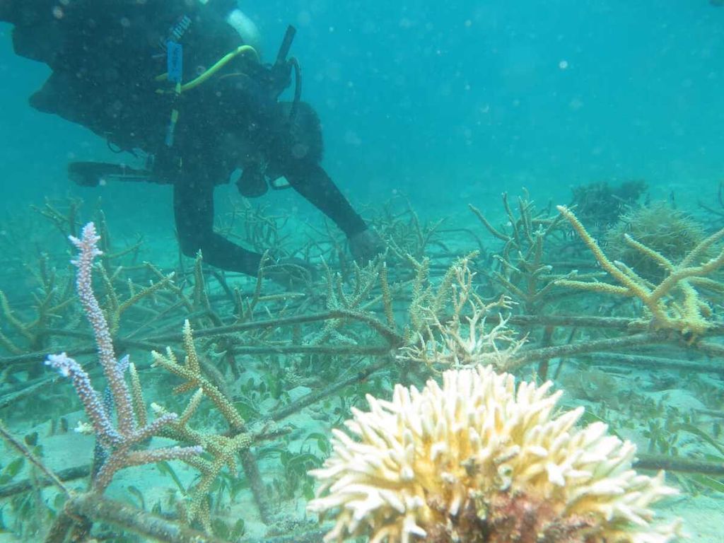 Terumbu karang yang direhabilitasi PLN Unit Layanan Flores bagian timur dengan Maumere Dive Community, Sikka.