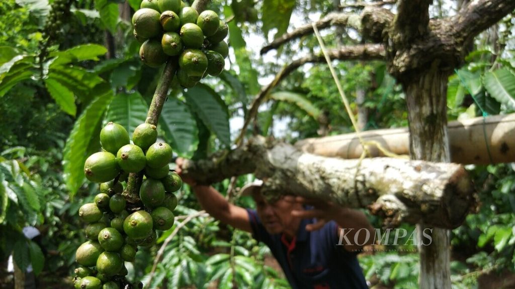 Petani kopi di Desa Amadanom, Kecamatan Dampit, Kabupaten Malang, Jawa Timur, menunjukkan pola pertanian berkesinambungan, memadukan tanaman kopi dengan lainnya, termasuk budidaya madu lebah klanceng yang ditaruh di dalam rongga batang-batang pohon.