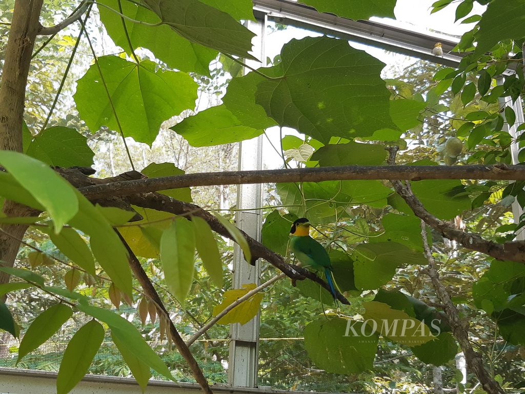 Kondisi salah satu burung yang dirawat di Pusat Rehabilitasi Burung Berkicau yang berdiri di Kawasan Taman Hutan Raya Wan Abdul Rachman, Kota Bandar Lampung, pada Rabu (21/8/2024).