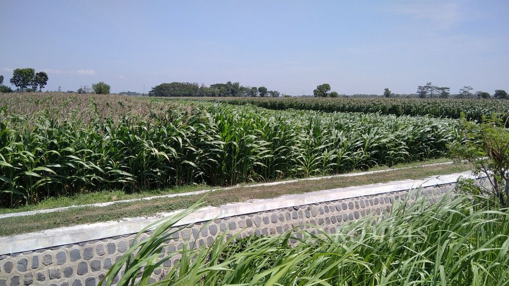 Hamparan tanaman jagung di wilayah Desa Kepuh, Kecamatan Papar, Kabupaten Kediri, Jawa Timur, pertengahan September 2020.