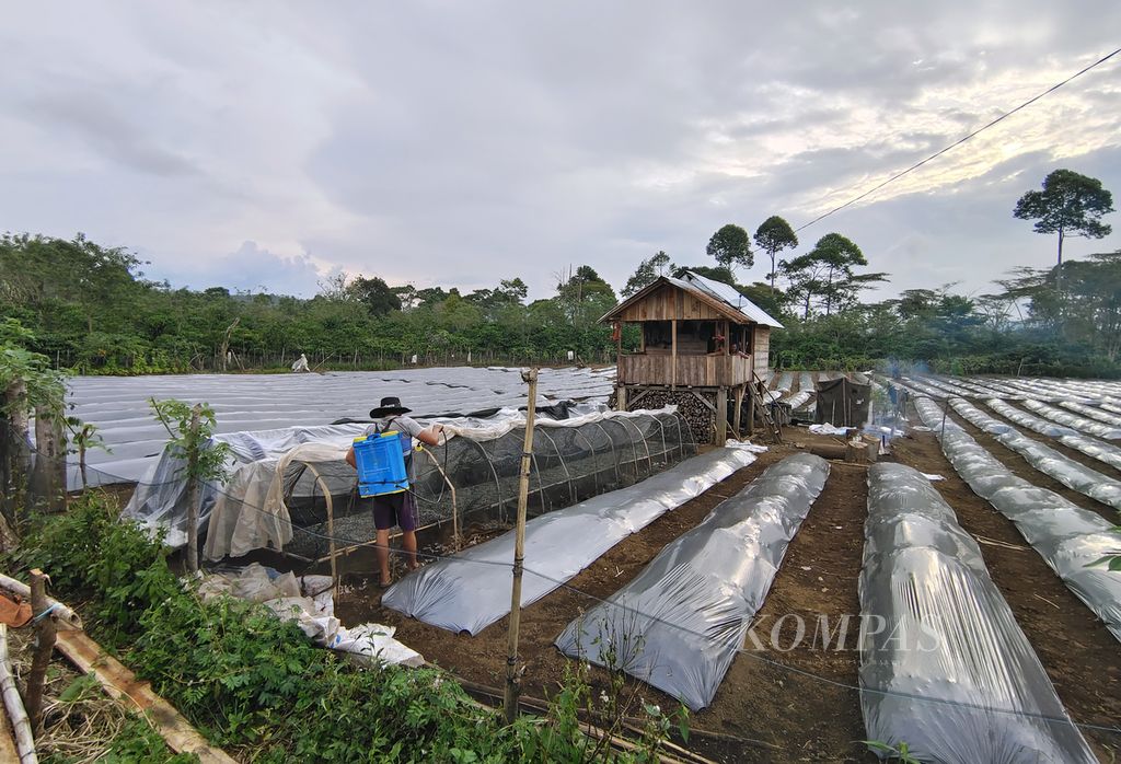 Rumah di tengah kebun cabai milik Aspani yang menjadi tempat<i> Kompas</i> singgah saat mobil yang dikendarai mogok di kawasan Desa Sumber Baru, Kecamatan Dempo Tengah, Kota Pagar Alam, Sumatera Selatan, Kamis (4/7/2024) pukul 15.30.