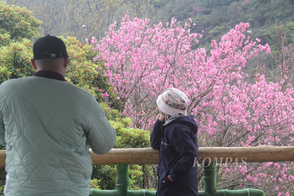 Wisatawan asal Indonesia berfoto dengan latar belakangan pemandangan bunga sakura yang tengah mekar di Taman Nasional Yangmingshan, Taiwan, Minggu (25/2/2024). 