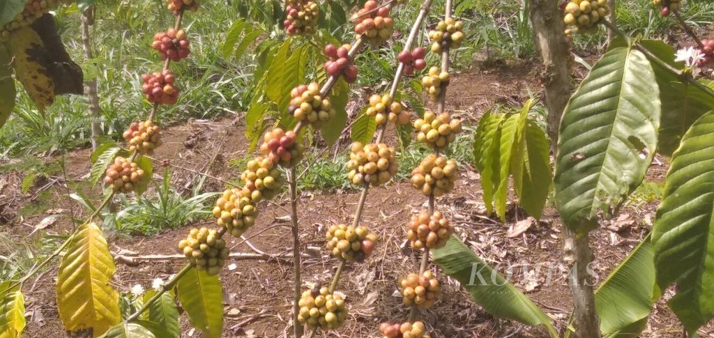 Ranum buah kopi jenis robusta milik petani di Desa Sekarbanyu, Kecamatan Sumbermanjing Wetan, Kabupaten Malang, Jawa Timur, Rabu (16/5/2021)