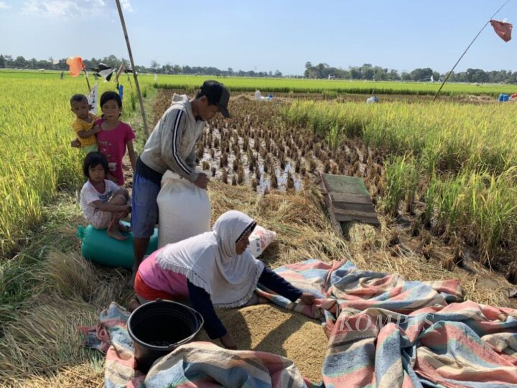Petani menyiapkan panen padi di Kabupaten Gowa, Sulawesi Selatan, akhir 2019.