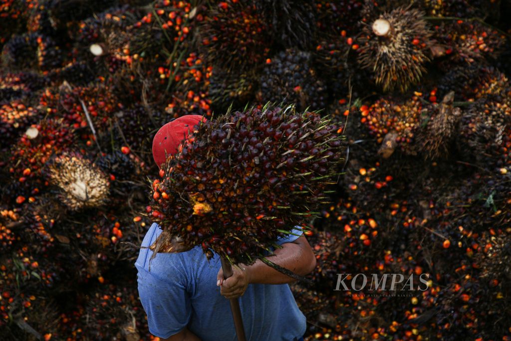 Pekerja memuat buah sawit ke atas truk pengangkut di Desa Semoi 2, Sepaku, Kabupaten Penajam Paser Utara, Kalimantan Timur, Kamis (11/3/2021).
