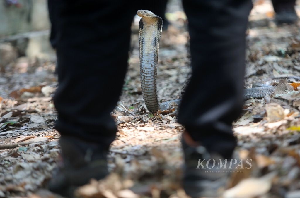 Pelatih memberikan contoh menghadapi ular kobra di pos penanganan reptil pada sesi kemampuan kepramukaan dalam Jambore Nasional Gerakan Pramuka di Buperta Cibubur, Jakarta, Jumat (19/8/2022).