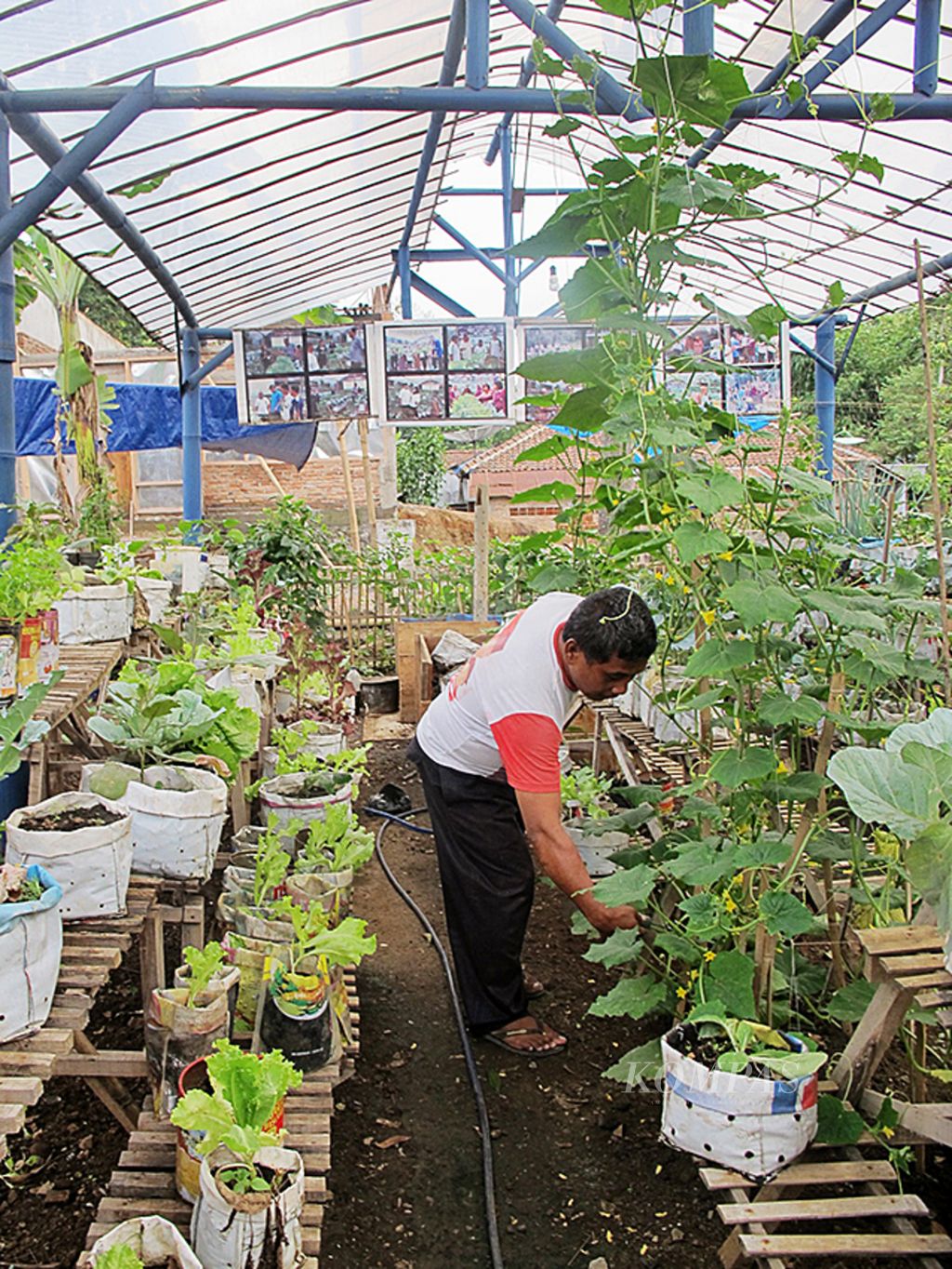 Kebun sayur milik warga RT 003 RW 004 Kelurahan Blotongan, Kecamatan Sidorejo, Kota Salatiga, Jawa Tengah, yang memanfaatkan pengelolaan sampah. Sampah organik diolah menjadi pupuk kompos dan digunakan sebagai media tanam. 