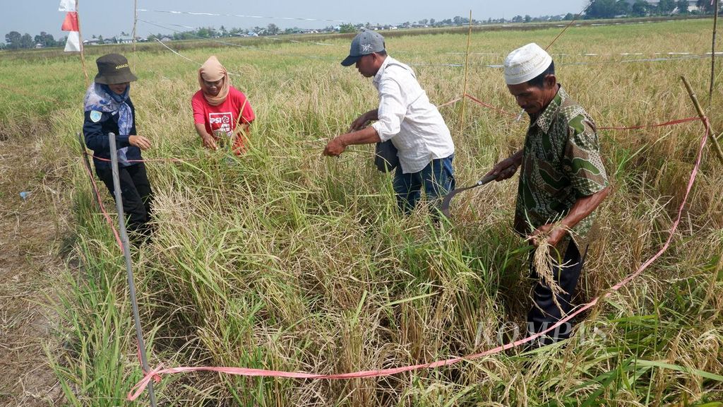 Petani memanen padi lokal yang ditanam dengan metode MTOT serta menggunakan pupuk daun dari cangkang telur di Desa Malintang, Kecamatan Gambut, Kabupaten Banjar, Kalimantan Selatan, Senin (4/9/2023). 
