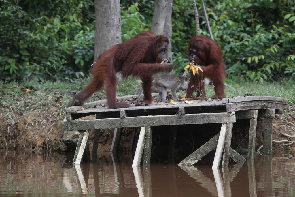 Orangutan berbagi santapan pisang dengan monyet di dermaga pemberian pakan di Pulau Badak Besar di gugusan Pulau Salat, Palangkaraya, Kalimantan Tengah. 
