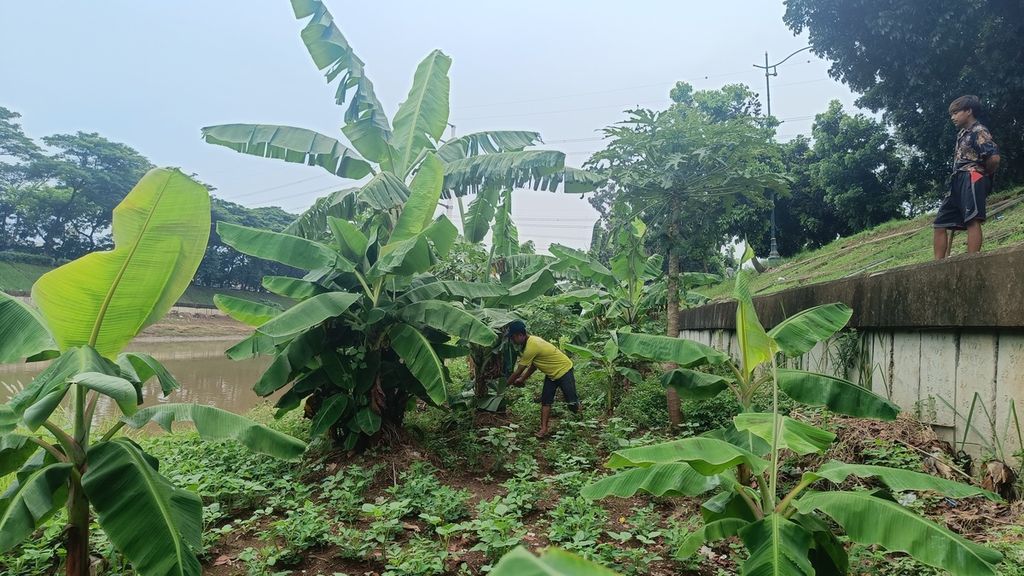 Petani di pinggiran Kanal Banjir Timur, Pondok Bambu, Duren Sawit, Jakarta Timur, Sudin (39), sedang merawat tanamannya, Minggu (9/10/2022).