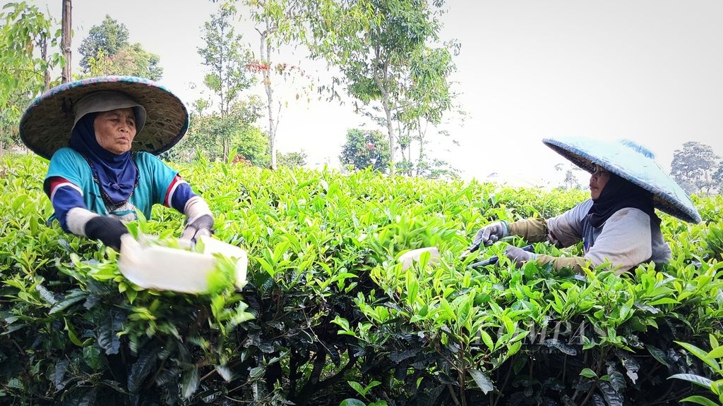 Mualik (64, kiri) bercengkerama dengan teman kerjanya sembari memotong pucuk teh di Perkebunan Teh Maleber, Ciherang, Kecamatan Pacet, Cianjur, Jawa Barat, Selasa (22/8/2023).