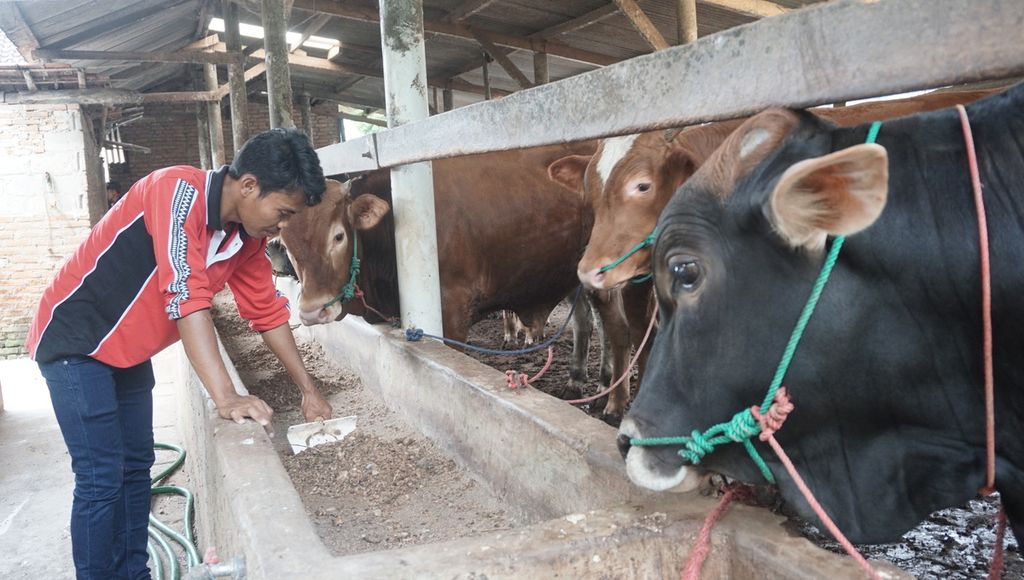Eko Purwanto (30), peternak muda di .Desa Astomulyo, Kecamatan Punggur, Kabupaten Lampung Tengah, Lampung, mengecek kondisi kesehatan sapinya, Sabtu (15/8/2020).