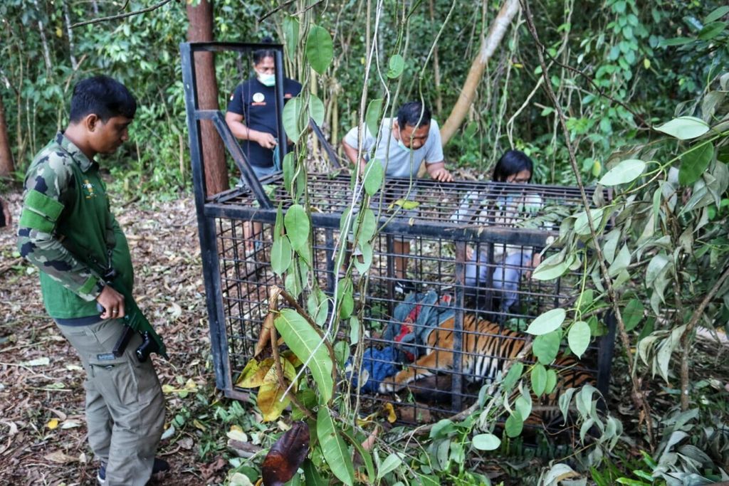Para petugas sedang mengevakuasi harimau sumatera di Desa Teluk Lanus, Kecamatan Sungai Apit, Kabupaten Siak, Riau, Kamis (9/9/2021). Harimau ini dievakuasi karena diduga telah menyerang warga hingga tewas di sekitar kamp areal perkebunan sawit pada 29 Agustus 2021.