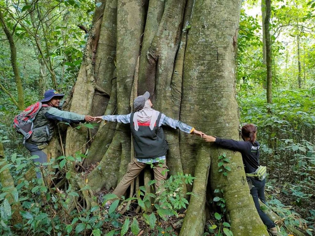 Pohon di dalam hutan RPH Sekar, Ngantang, Malang, Jawa Timur.