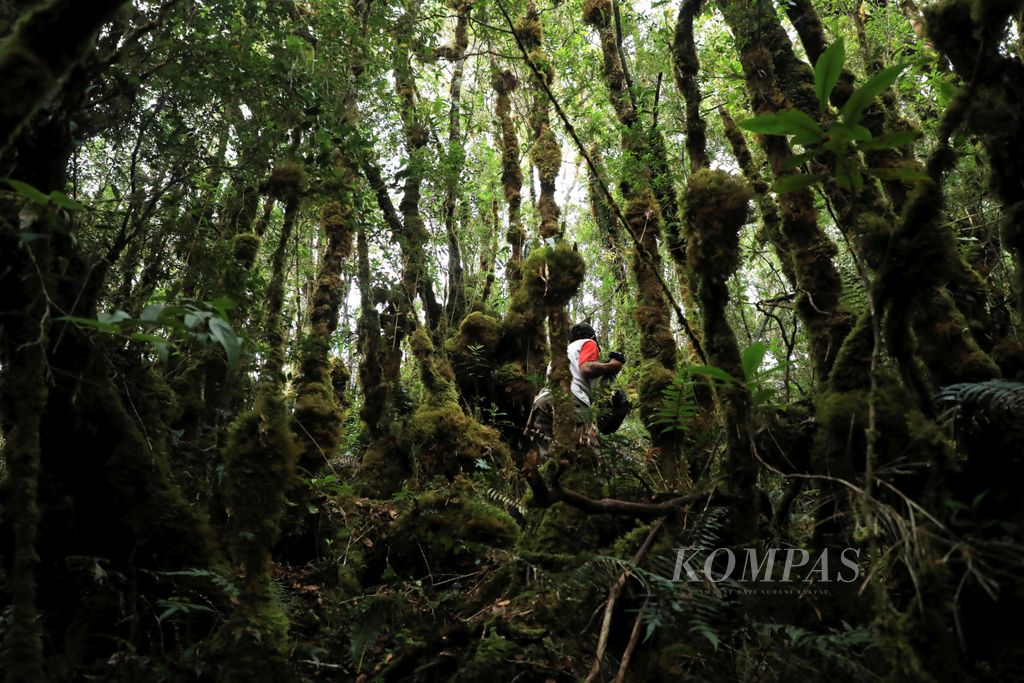 Hutan lumut di Taman Nasional Gunung Gandang Dewata, Kabupaten Mamasa, Sulawesi Barat, Kamis (15/8/2019). Gandang Dewata merupakan laboratorium alam dengan ratusan flora dan fauna yang belum teridentifikasi. Kawasan ini juga menjadi salah satu tempat keberadaan flora dan fauna endemik Sulawesi.
