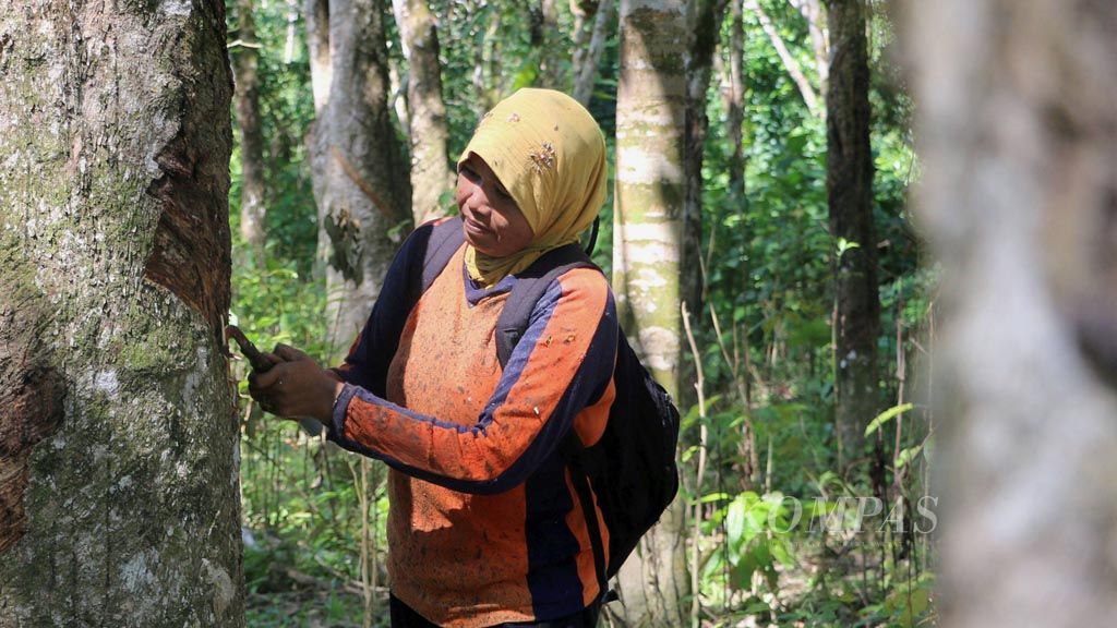 Petani di Desa Ie Jeureungeh, Kecamatan Sampoiniet, Kabupaten Aceh Jaya, Provinsi Aceh,  menderes karet, Kamis (1/2). Harga karet di tingkat petani saat ini Rp 7.500 per kilogram. Lima tahun lalu, harga jual karet di tingkat petani mencapai Rp 10.000 per kilogram.