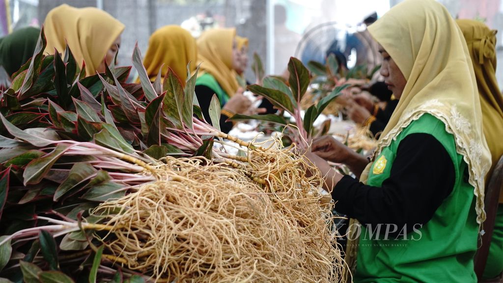 Sejumlah petani di Kelurahan Adipuro, Kecamatan Trimurjo, Kabupaten Lampung Tengah, Lampung, menyiapkam tanaman hias aglaonema yang akan diekspor ke Turki pada Minggu (14/8/2022).