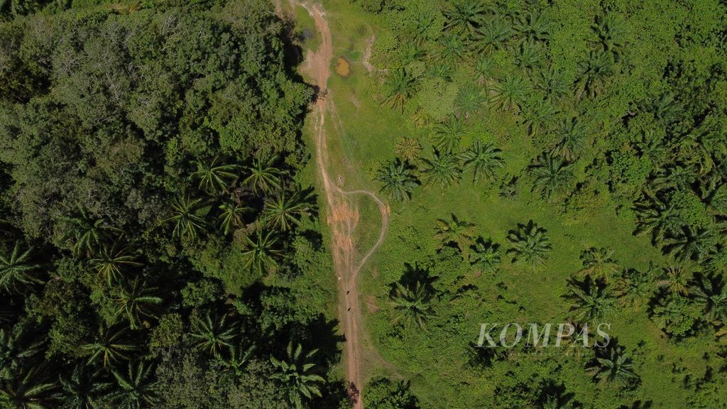 Area hak guna usaha PT Bumi Flora, Desa Jambo Reuhat, Kecamatan Banda Alam, Kabupaten Aceh Timur, Provinsi Aceh, direkam pada Desember 2021. Pada jalur dekat kubangan tersebut seekor gajah mati karena diracun oleh jaringan pemburu satwa lindung pada Juli 2021. Sepasang gading dijual kepada perajin di Jawa Barat.