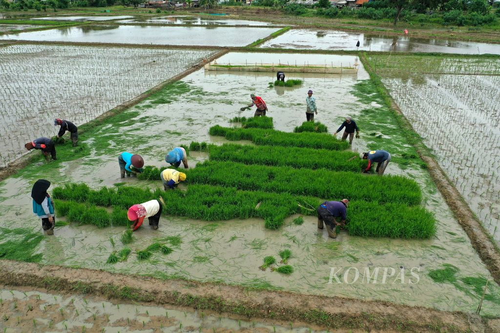 Sejumlah buruh tani mulai menanam benih padi varietas Inpari 32 di areal persawahan di Desa Karangligar, Kecamatan Telukjambe Barat, Kabupaten Kawarang, Jawa Barat, Minggu (17/3/2024). Akibat dampak El Nino, masa tanam yang biasanya dimulai Oktober-Desember 2023 mundur hingga Januari dan Maret 2024.