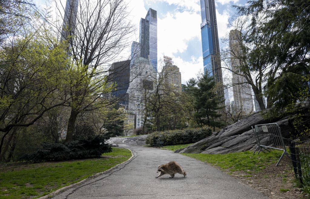 Seekor rakun melintas di Central Park, Manhattan, New York, Amerika Serikat, yang sepi pengunjung, Kamis (16/4/2020). Taman yang biasanya ramai pengunjung itu sepi karena pemberlakuan karantina di New York terkait pandemi Covid-19. 