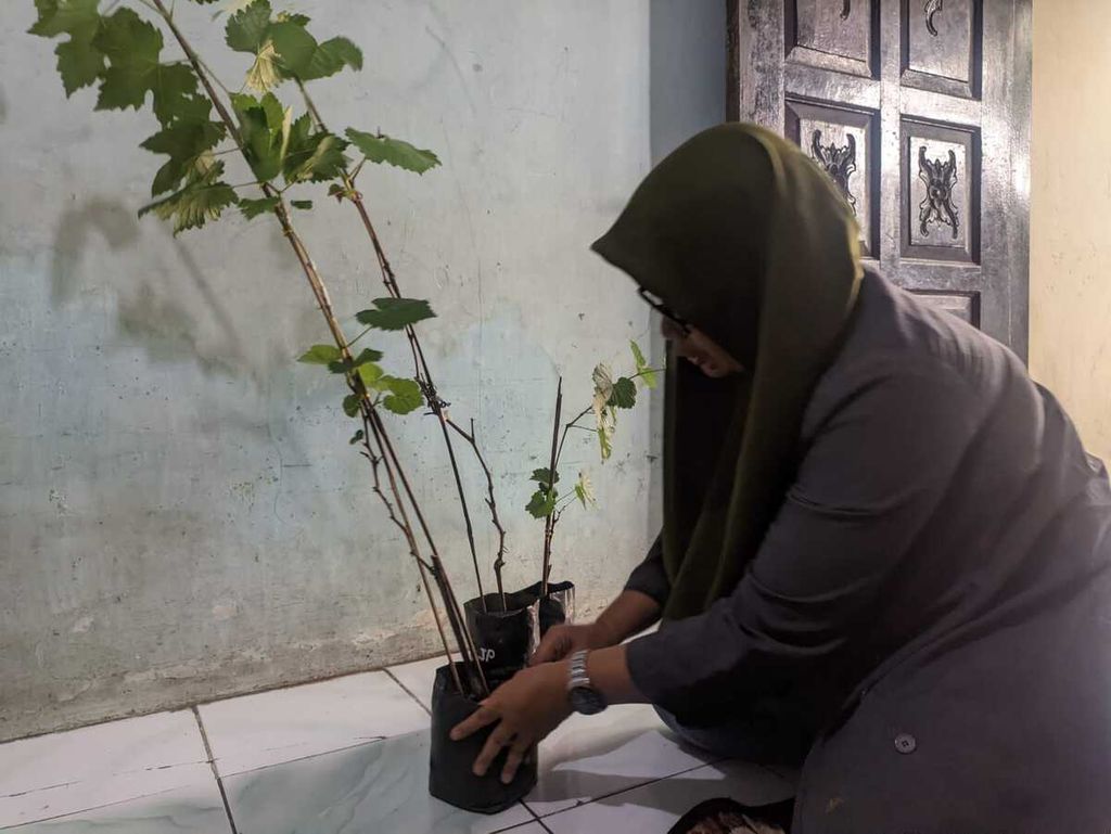 Pegiat <i>urban farming </i>Lilis Pujiawati (50) menunjukkan hasil budidaya bibit anggur yang ia lakukan di rumahnya di kawasan Kembangan, Jakarta Barat, Senin (15/5/2023).