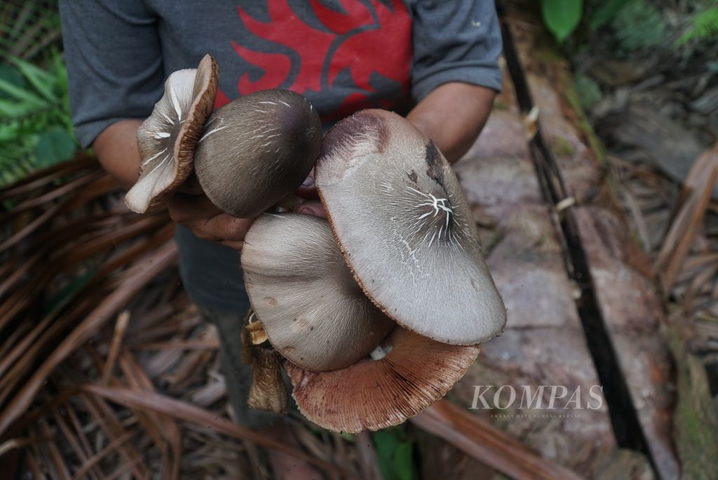 Warga menunjukkan jamur sagu yang ia ambil di perladangan sagu keluarganya di pedalaman Pulau Siberut di Dusun Salappa, Desa Muntei, Kecamatan Siberut Selatan, Kepulauan Mentawai, Sumatera Barat, Senin (25/9/2023) malam. Jamur sagu merupakan salah satu sumber protein masyarakat suku Mentawai di Pulau Siberut, Kepulauan Mentawai.