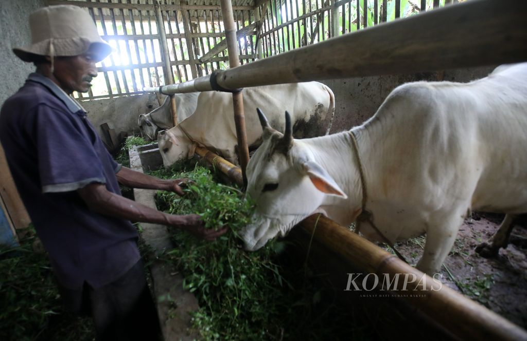 Pardi, peternak yang tergabung dalam Kelompok Tani Dewasa (KTD) Lemah Duhur, memberi pakan ternak sapi potong di Kampung Ciharashas, Kelurahan Mulyaharja, Bogor Selatan, Kota Bogor, Jawa Barat, Selasa (31/5/2022). 