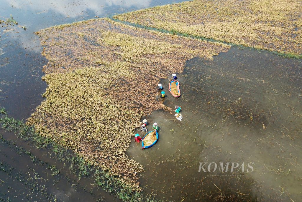 Buruh tani berada di tengah banjir yang menggenangi area persawahan saat memanen padi mereka di Kecamatan Wonosalam, Kabupaten Demak, Jawa Tengah, Jumat (22/3/2024).