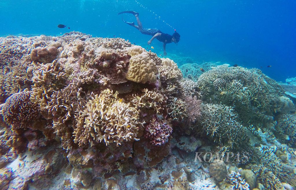 Wisatawan menikmati terumbu karang di Sombu, Wango-Wangi, Wakatobi, Sulawesi Tenggara, Selasa (21/6/2016). 