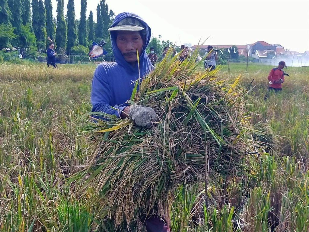 Petani di Kedurus, Kecamatan Krembangan, Kota Surabaya, panen padi jenis beras merah pada Jumat (14/1/2022).